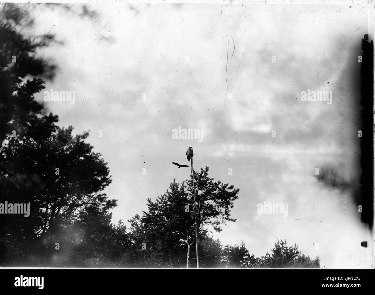 Serpent Ormvråk Banque D'Images