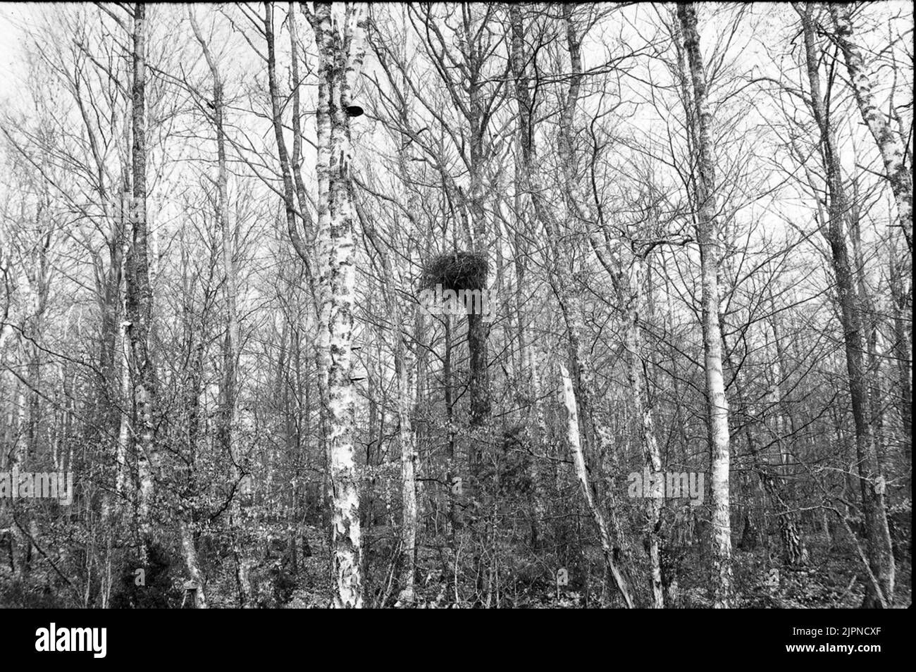 Serpent Ormvråk Banque D'Images