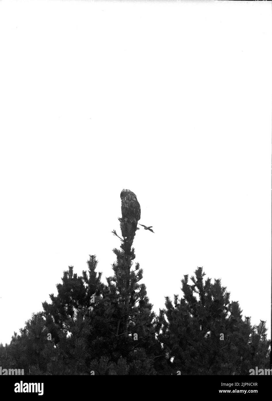 Serpent (UV et serpent) Ormvråk (uv och ormvråk) Banque D'Images