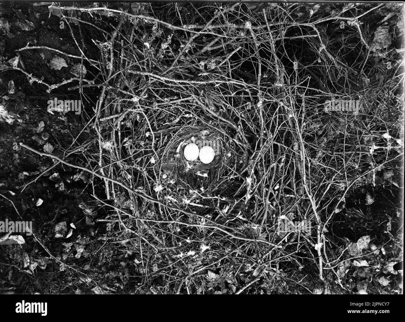 Serpent Ormvråk Banque D'Images