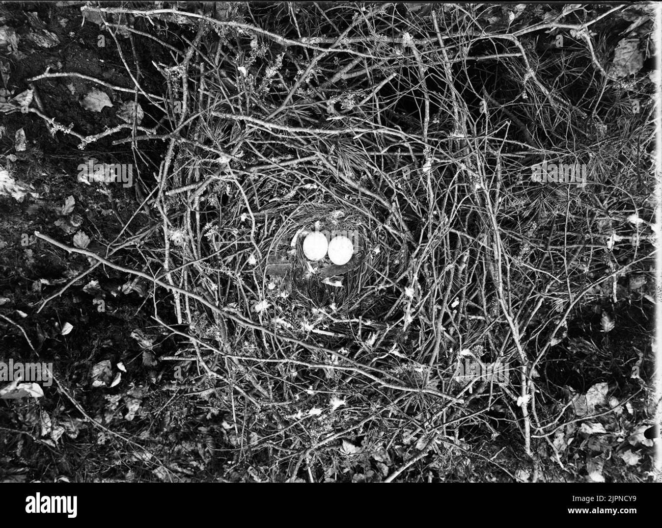 Serpent Ormvråk Banque D'Images