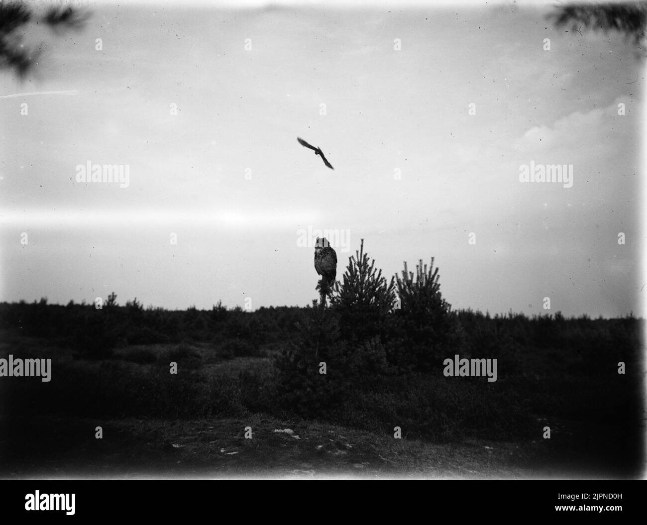 Serpent Ormvråk Banque D'Images