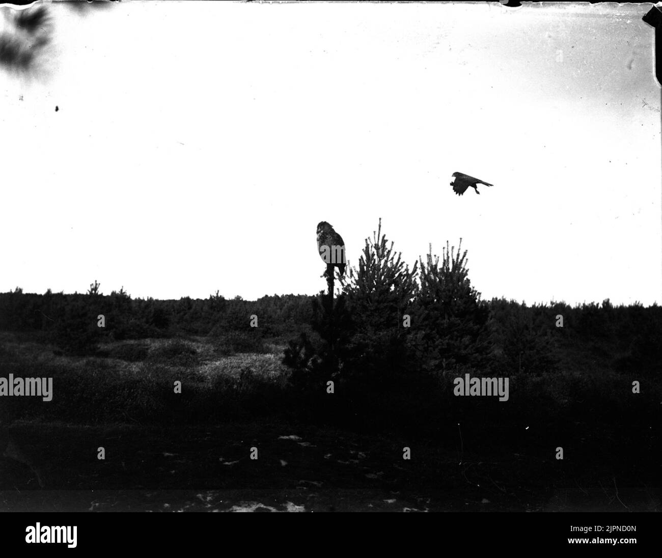 Serpent Ormvråk Banque D'Images