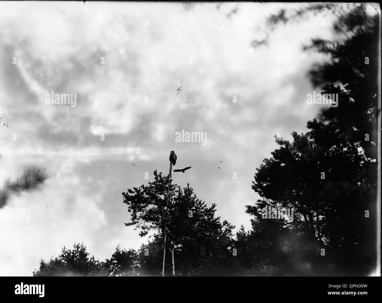 Serpent Ormvråk Banque D'Images