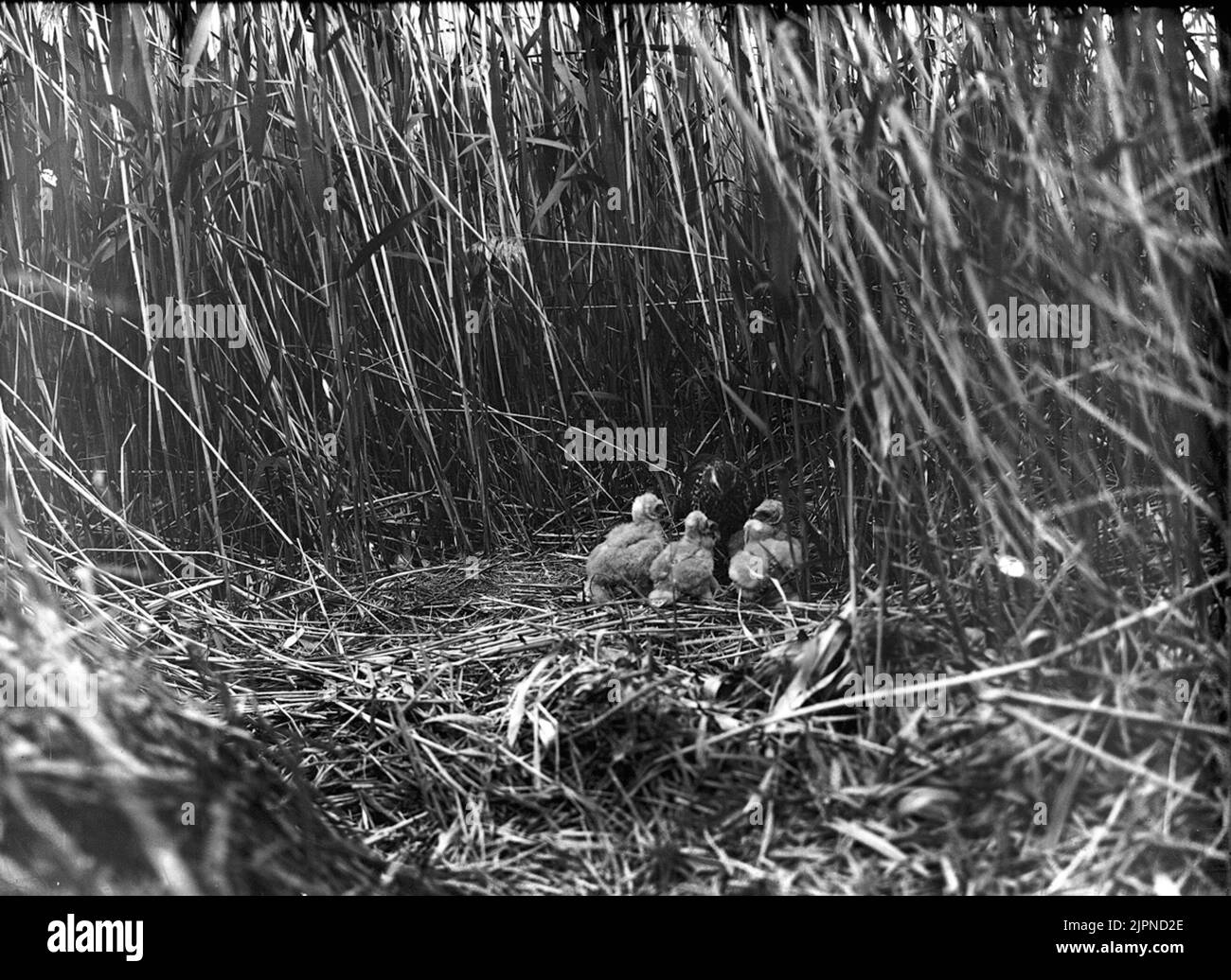 Blue Marsh faucons aux enfants dans le nid Blå kärrhökshona hos ungar i bo Banque D'Images