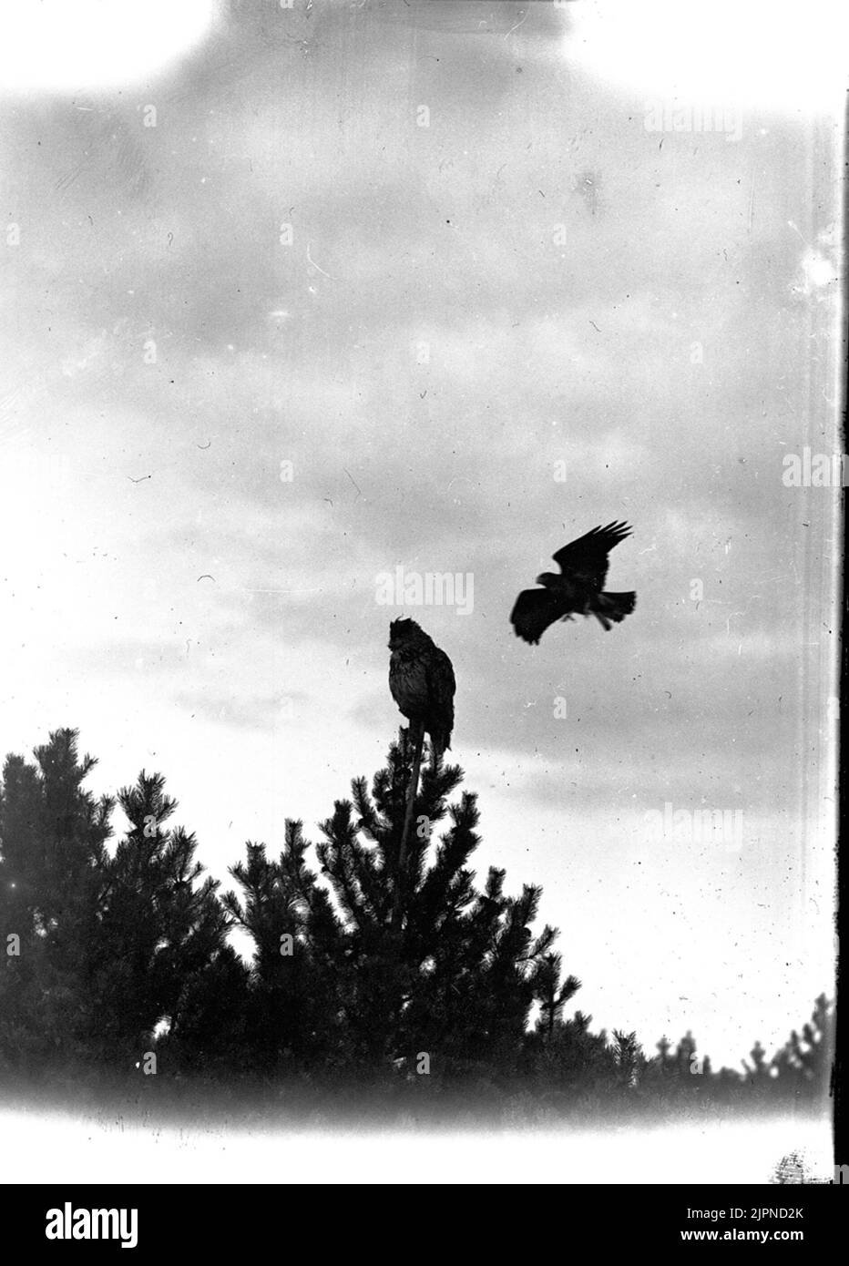 Serpent (UV et serpent) Ormvråk (uv och ormvråk) Banque D'Images