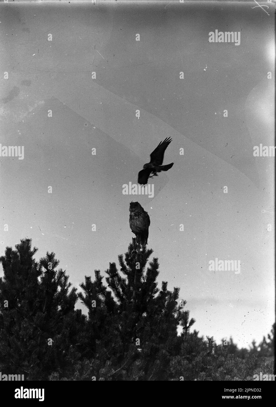 Serpent (UV et serpent) Ormvråk (uv och ormvråk) Banque D'Images