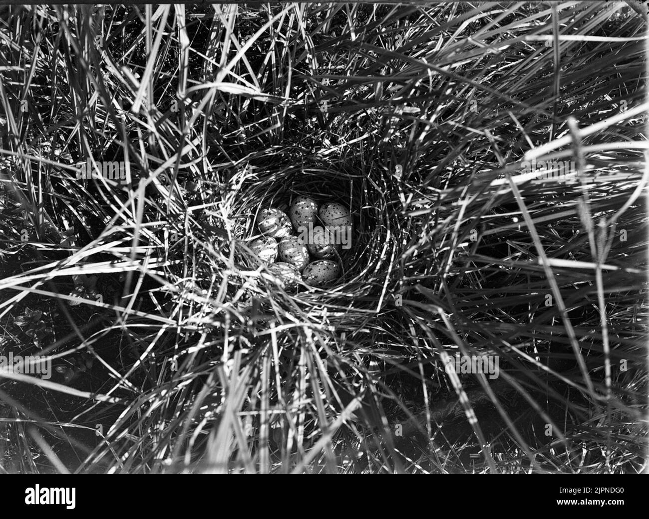 Séjour de petit marais à pois avec Bo av småfläckig sumphöna Banque D'Images