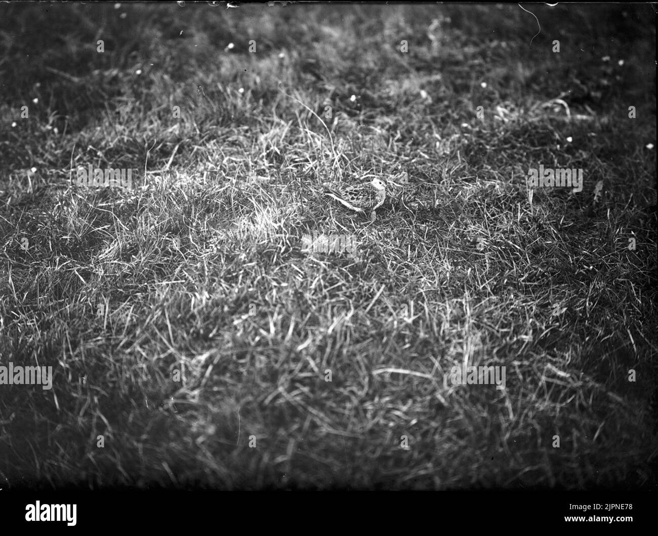 Marsh SNAP Kärrsnäppa Banque D'Images