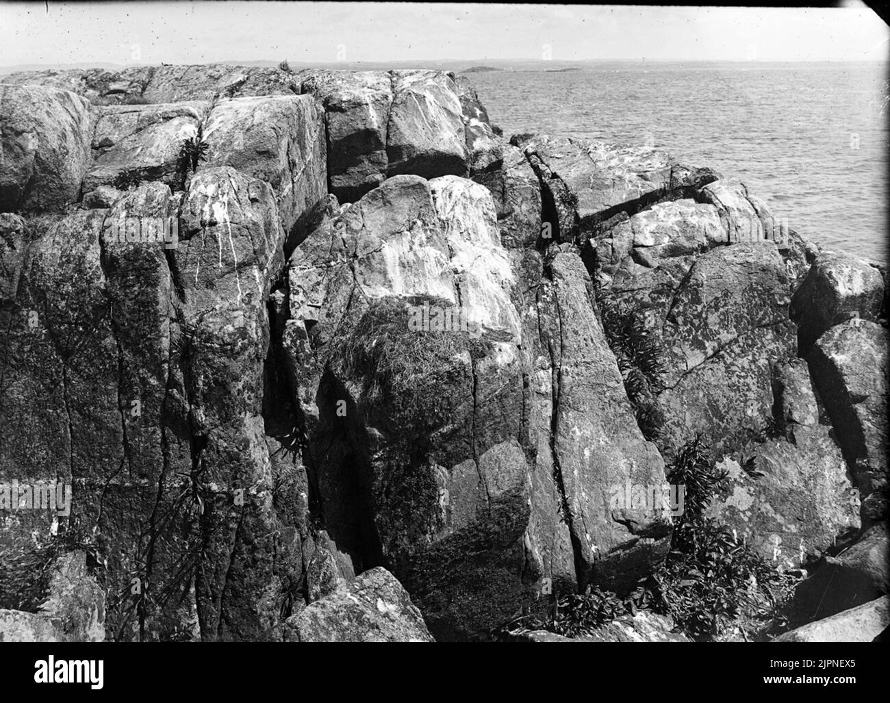 Gray-trut-bo sur les petites brûlées Gråtrut-bo på liten brant Banque D'Images