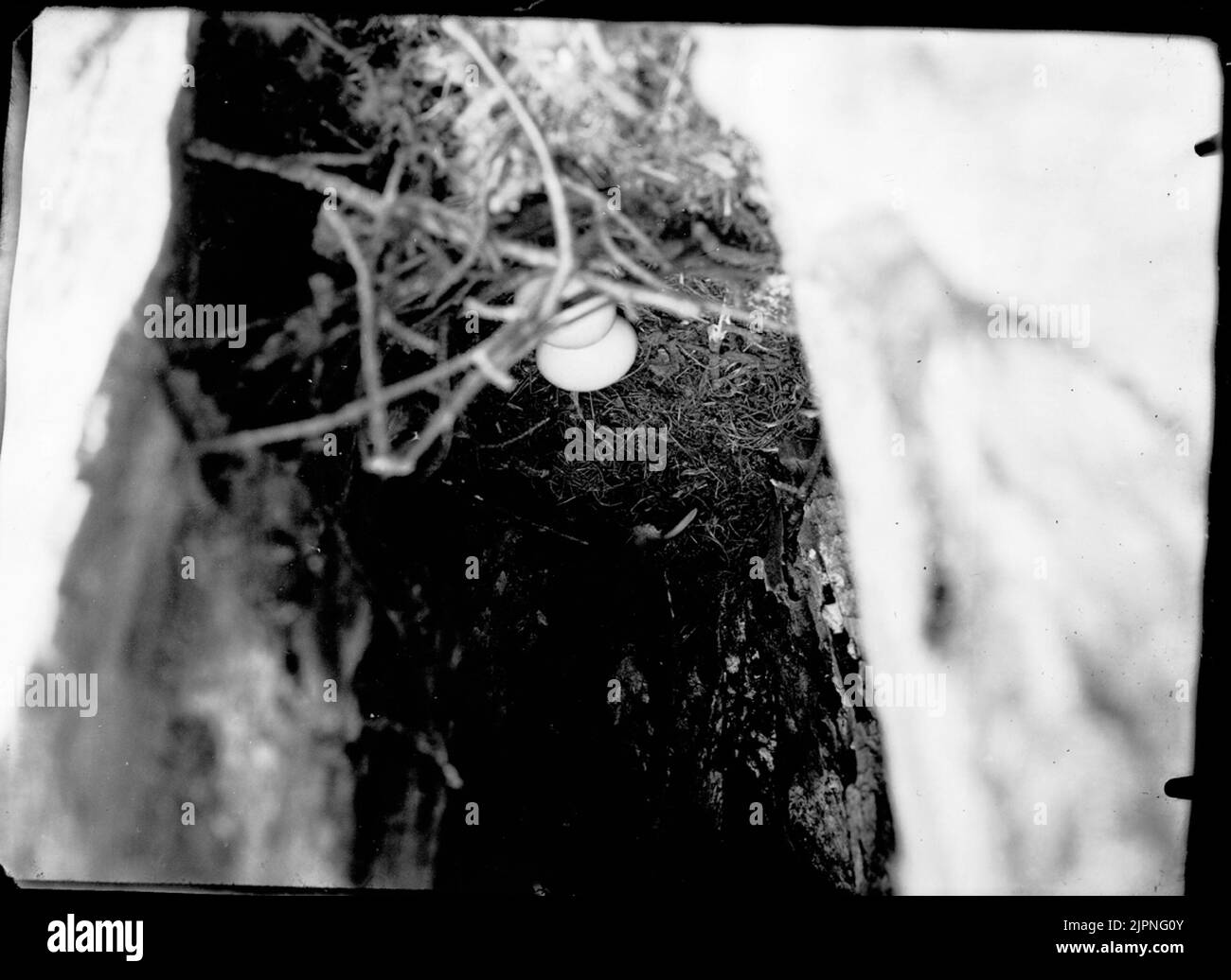Pigeon de forêt, séjour de Hålduva Skogsduva, bo av hålduva Banque D'Images