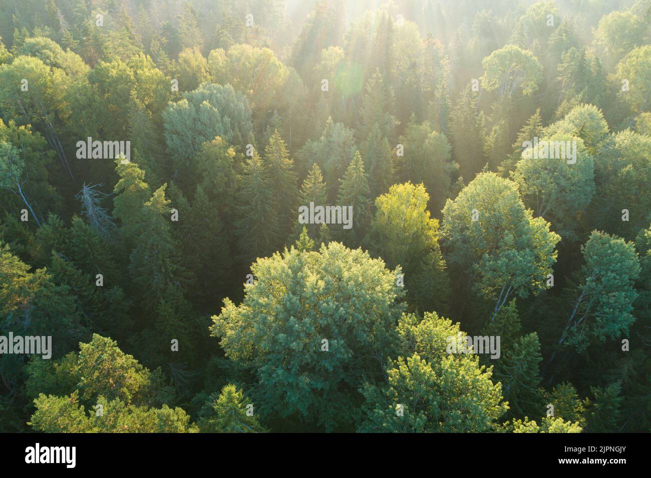 Vue depuis le dessus des pins sombres moody dans la forêt brumeuse d'épicéa avec des rayons lumineux de lever du soleil qui brillent à travers les branches dans les montagnes d'été. Banque D'Images