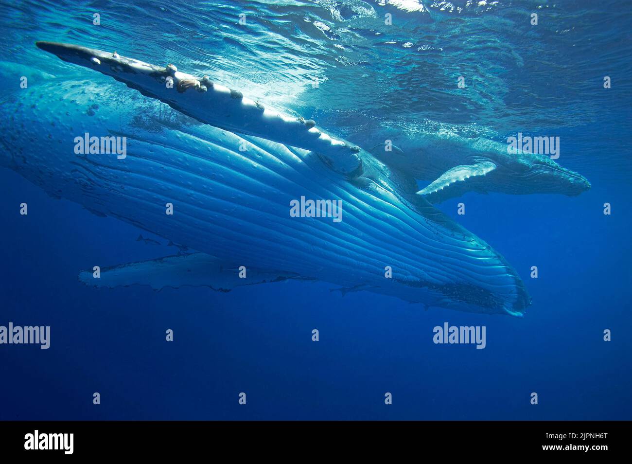 Baleine à bosse (Megaptera novaeangliae) avec veau, Silverbanks, République dominicaine, Caraïbes Banque D'Images