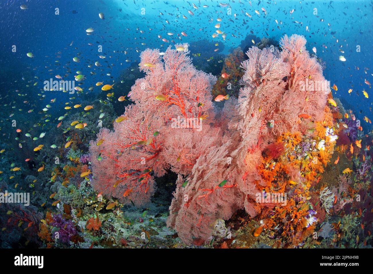 Bijou fée basset ou litRetail anthias (Pseudanthias squamipinnis) naviguant autour d'un immense éventail de corail (Melithaea ochracea), Komodo, Indonésie Banque D'Images