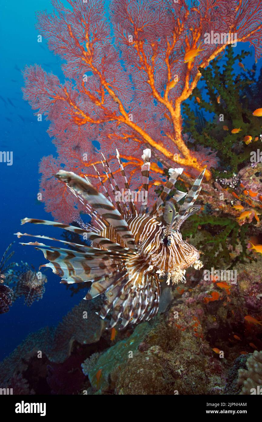 Lionfish commun ou Lionfish rouge (Pterois volitans) à un marin rouge dans un récif de corail, Papouasie-Nouvelle-Guinée, Océan Pacifique Banque D'Images