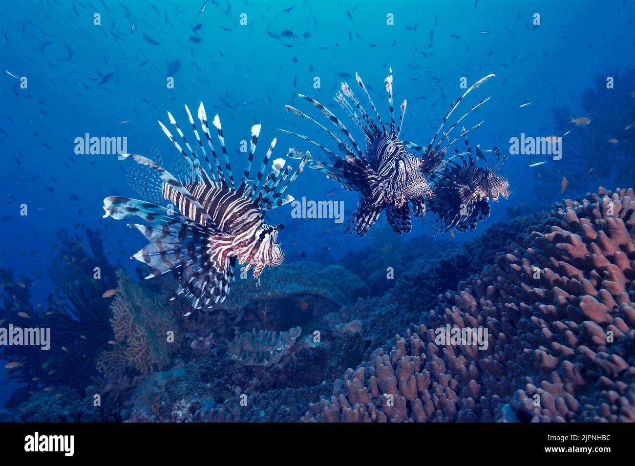 Lionfish commun ou Lionfish rouge (Pterois volitans) dans un récif de corail, Papouasie-Nouvelle-Guinée, Océan Pacifique Banque D'Images