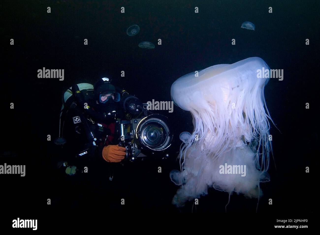 Plongée sous-marine photographies d'un méduse d'oeuf frit ou d'un méduse d'oeuf-jaune (Phacellophora camchakana), Colombie-Britannique, Canada Banque D'Images