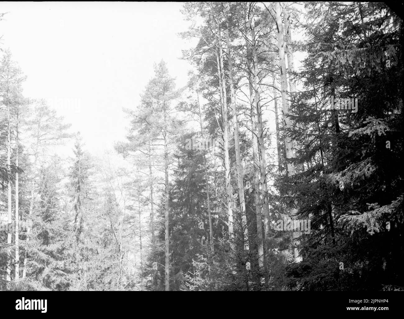 Gråsiska Banque D'Images