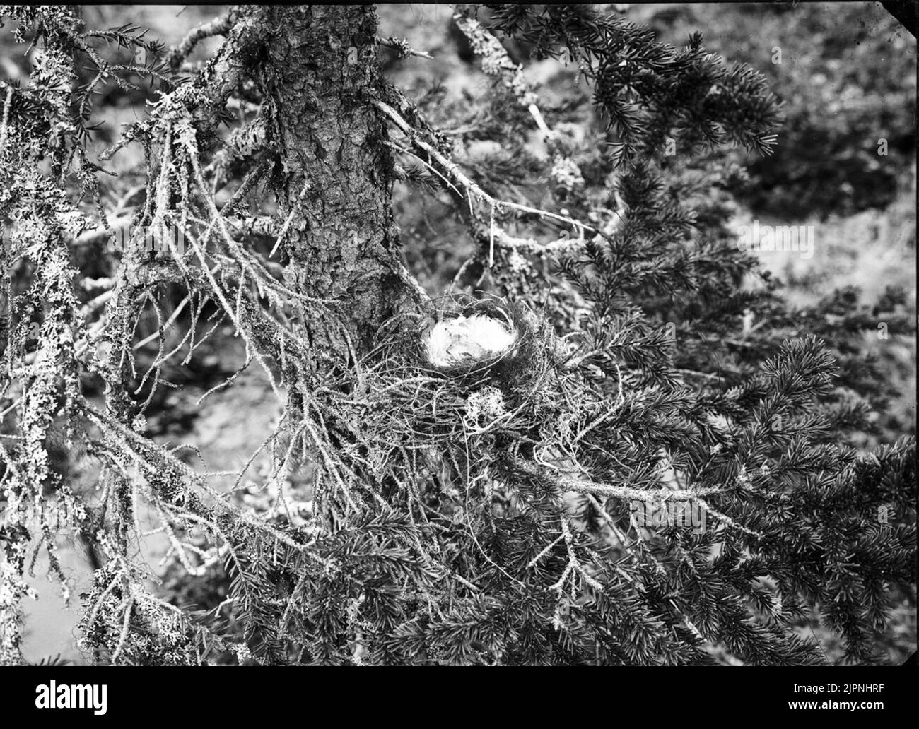 Gråsiska Banque D'Images