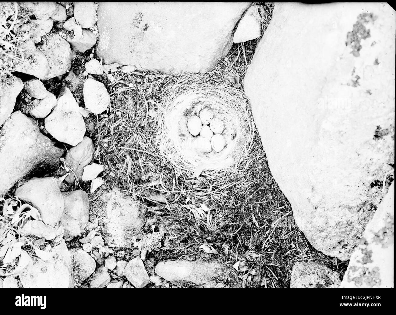 Bruant de neige Snösparv Banque D'Images