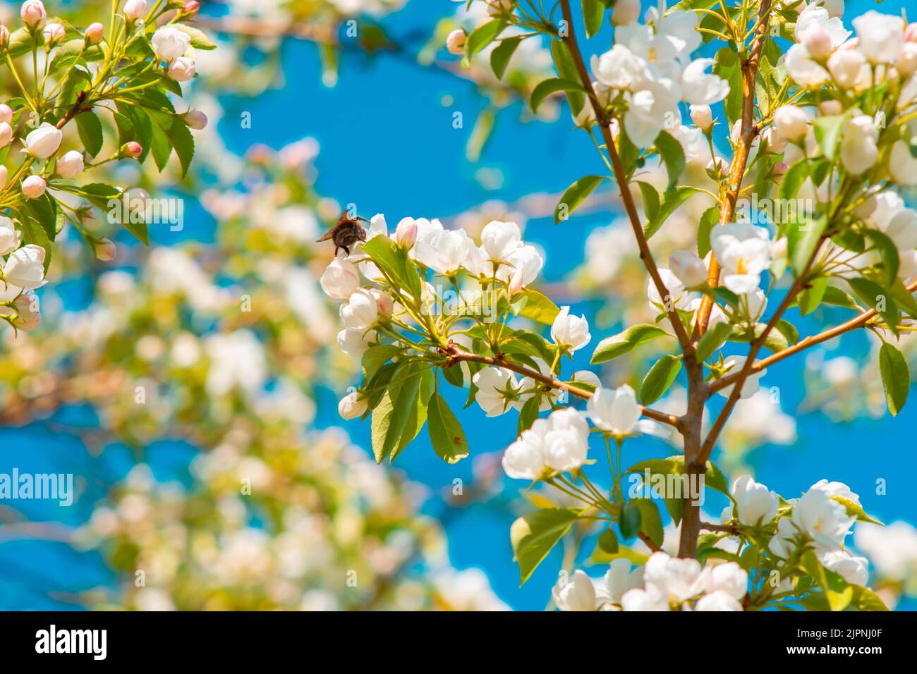 vue sur les fleurs blanches, les pétales, les bourgeons d'un pommier sur une branche d'arbre Banque D'Images