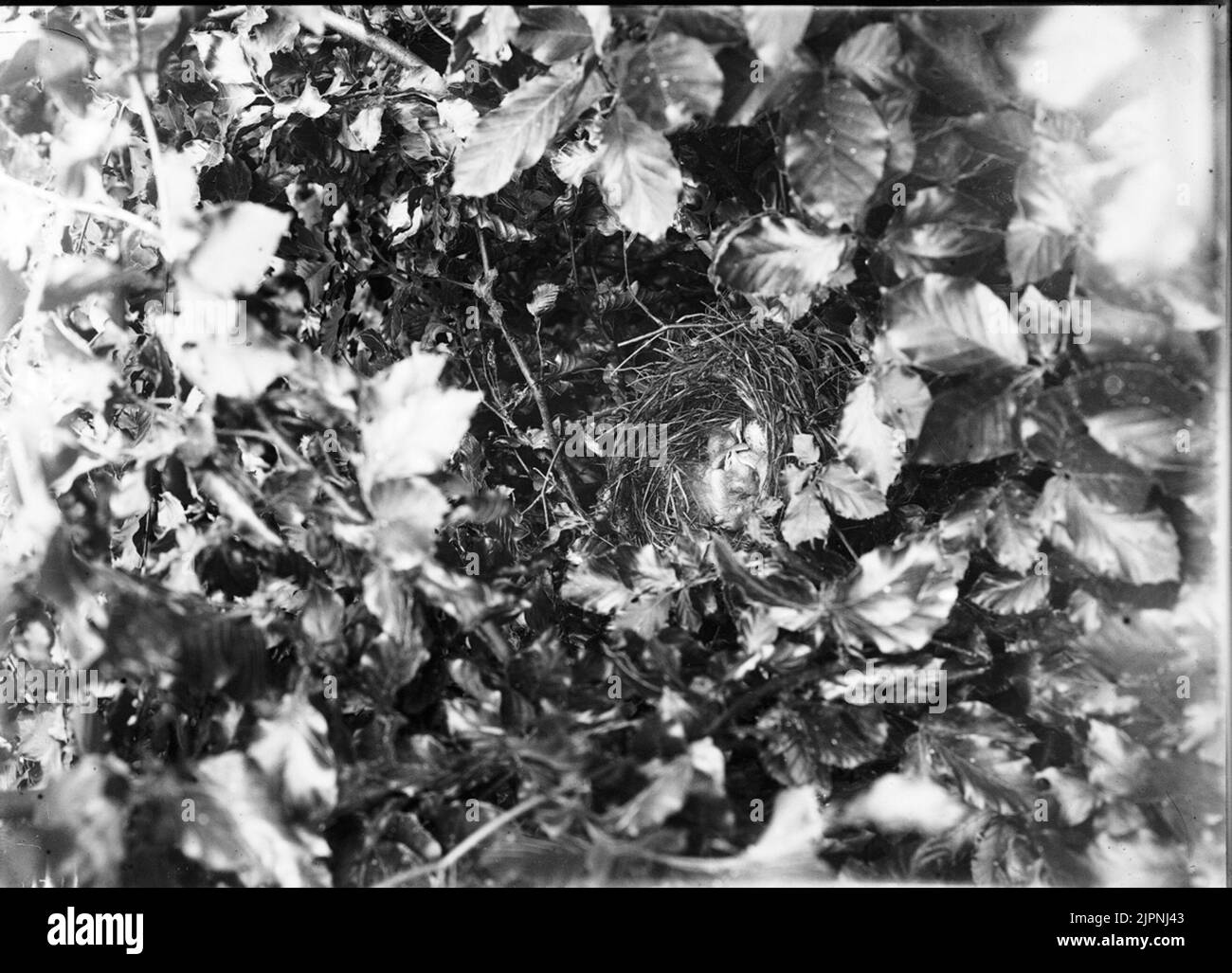 Séjour de muguet avec de petits petits petits câbs Bo av trast med små ungar Banque D'Images
