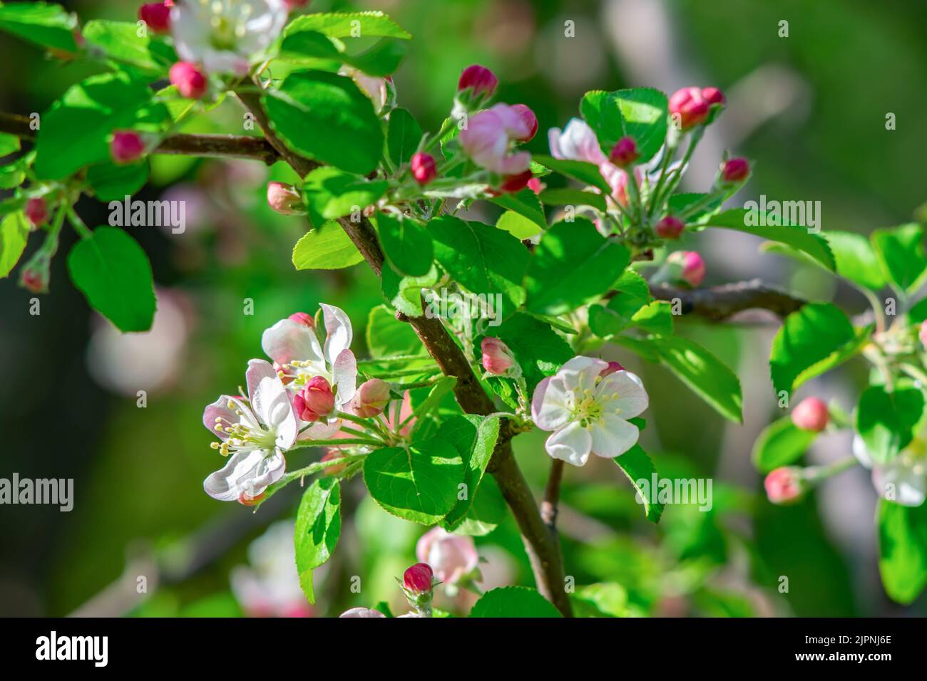 fleurs roses en fleurs et bourgeons non ouverts d'un pommier sur une branche par temps ensoleillé sur un fond de feuilles vertes fraîches Banque D'Images