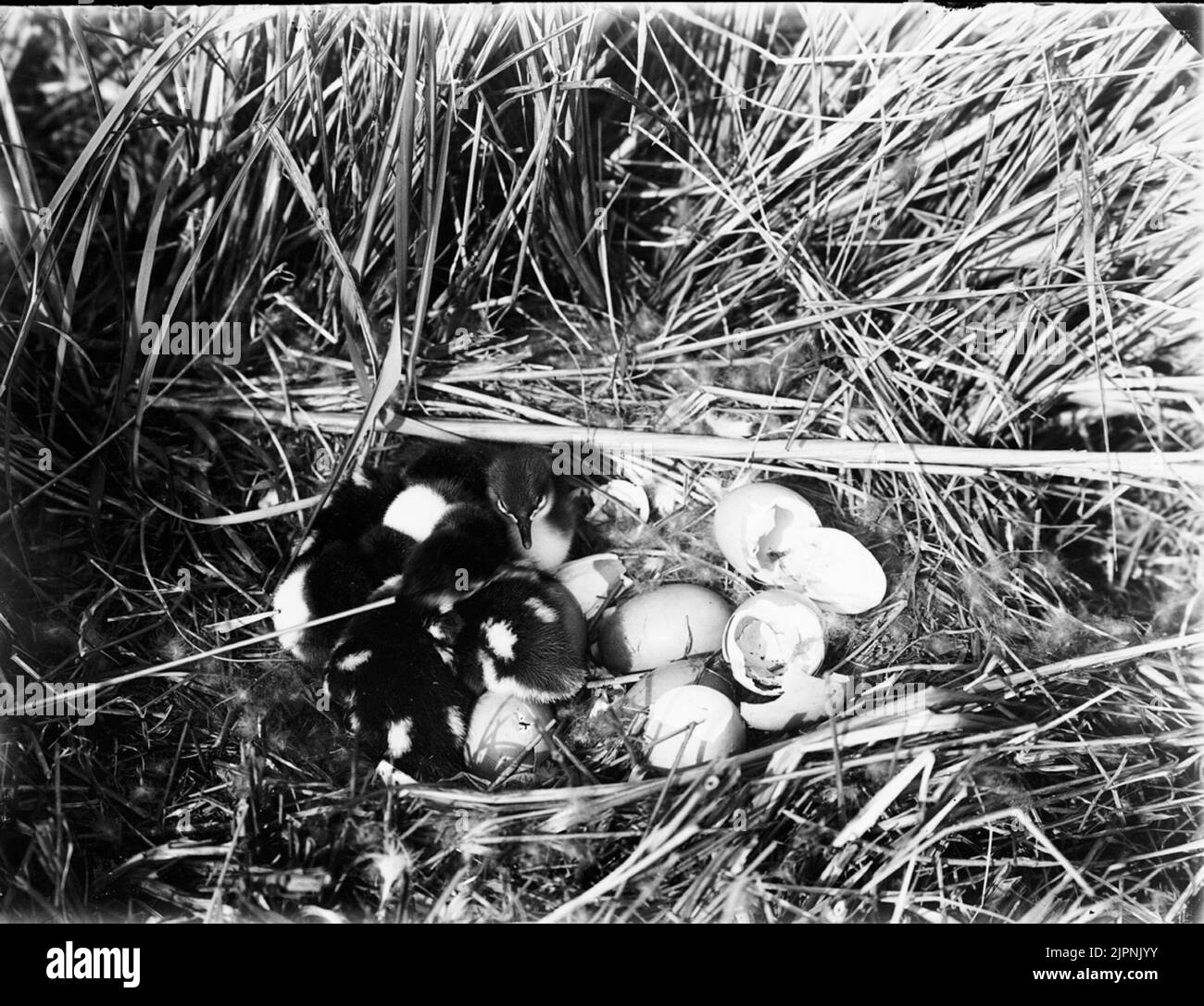 Petites fissures (les plus mauvaises) Småskrak (mest dåliga) Banque D'Images