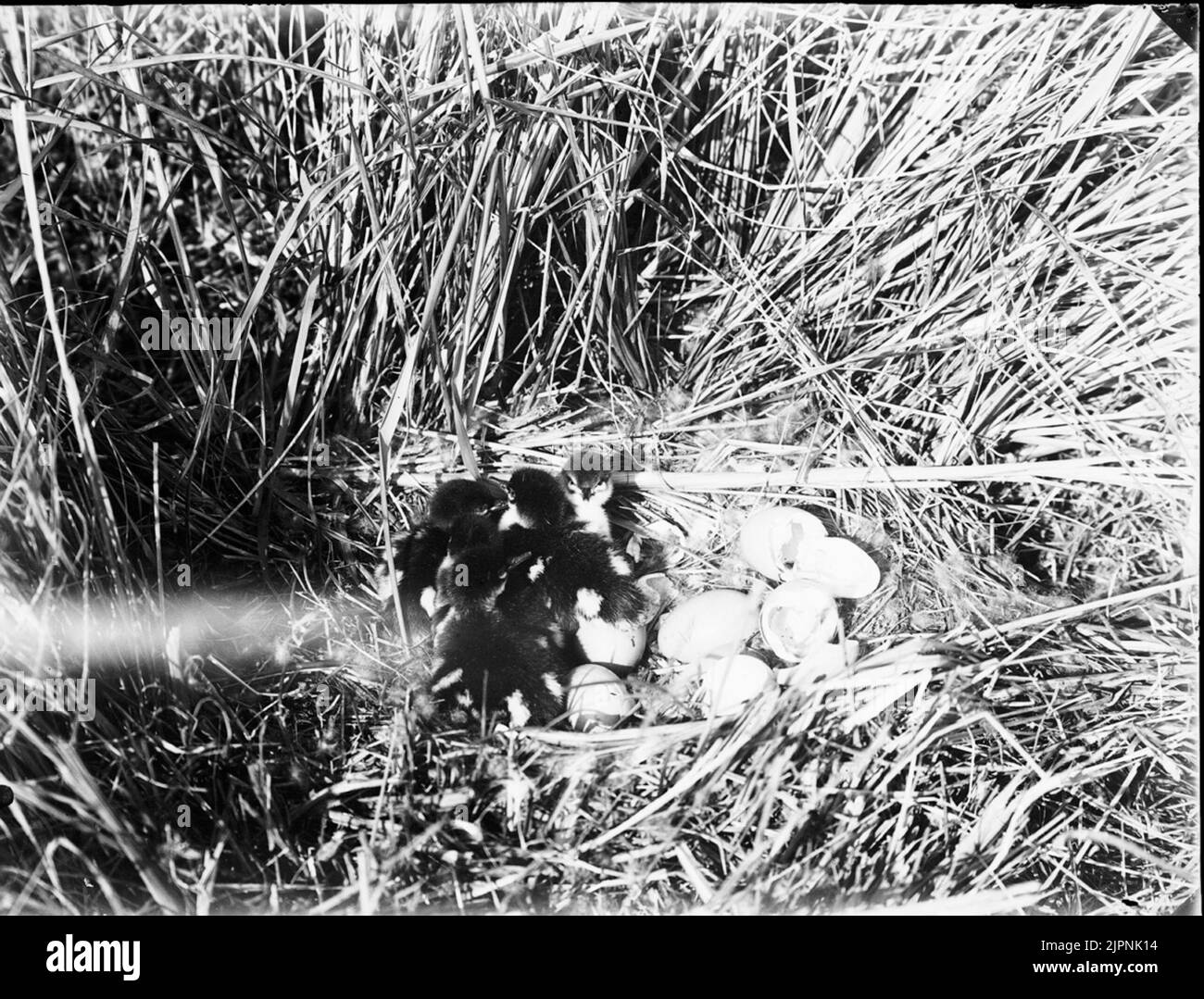 Petites fissures (les plus mauvaises) Småskrak (mest dåliga) Banque D'Images