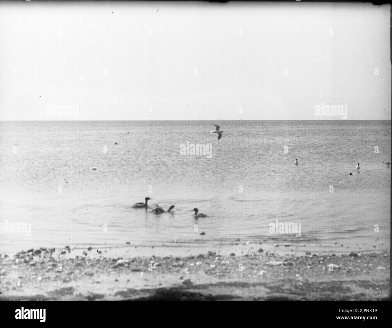 Petites fissures (les plus mauvaises) Småskrak (mest dåliga) Banque D'Images