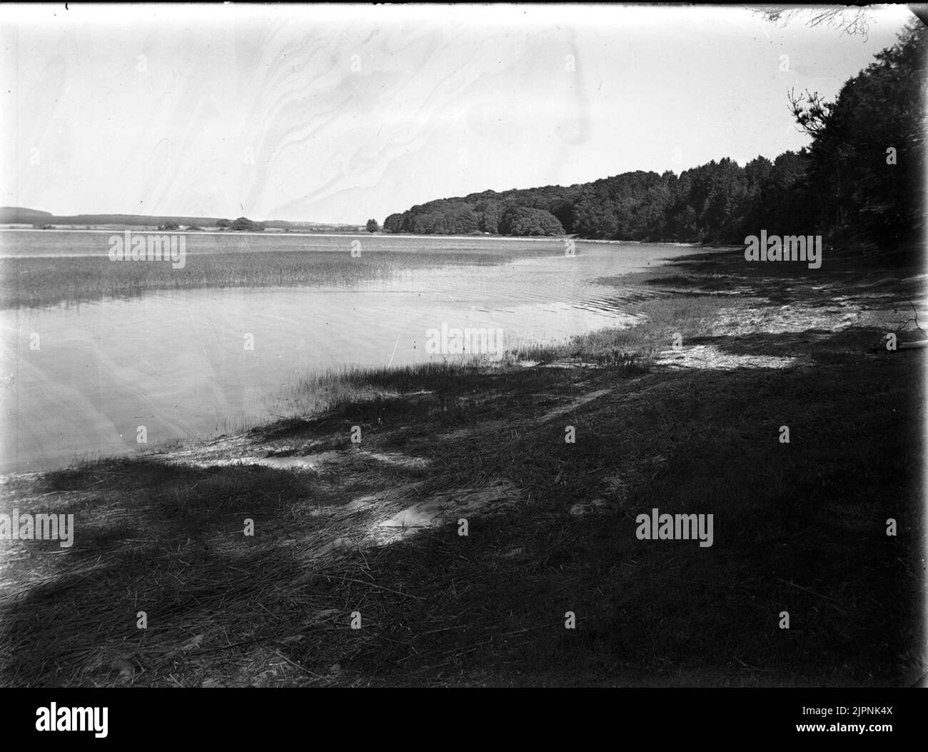 Biotope pour la barbe. Biotop för skäggdsopping. Banque D'Images