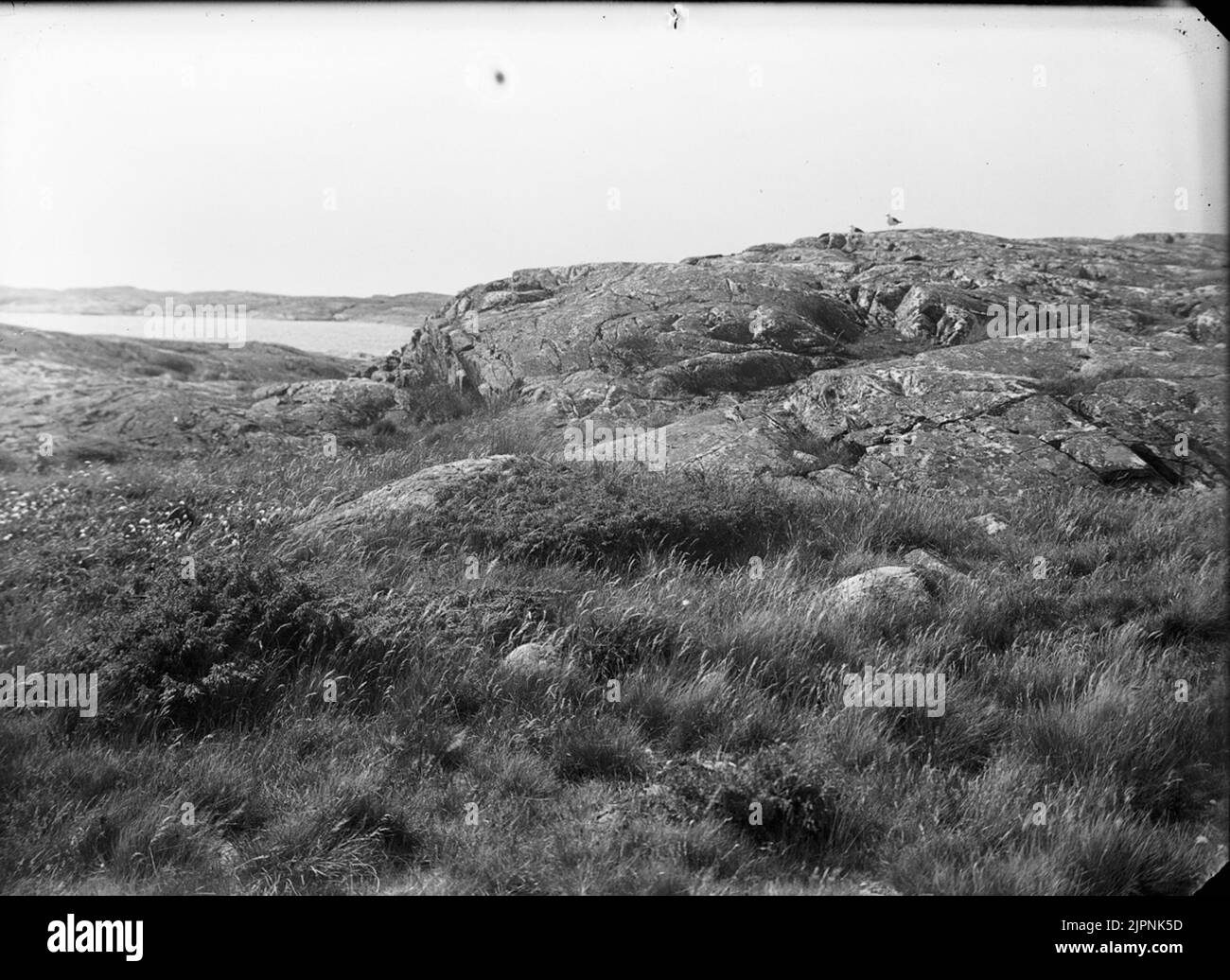 Biotop et résidence pour petites fissures Biotop och boplats för småskrak Banque D'Images