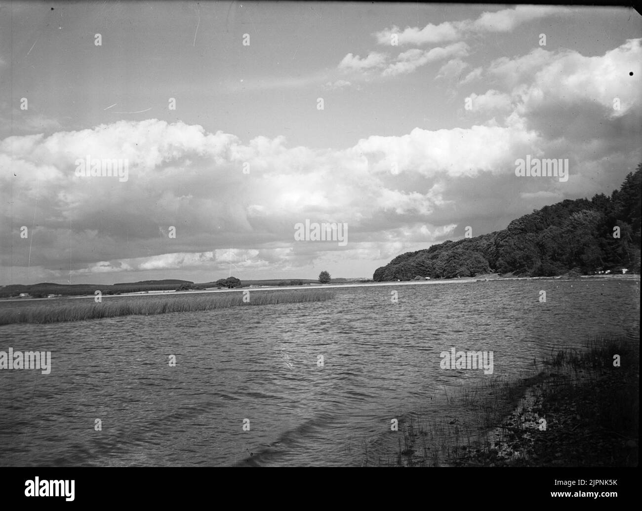 Biotope pour la barbe. Biotop för skäggdsopping. Banque D'Images