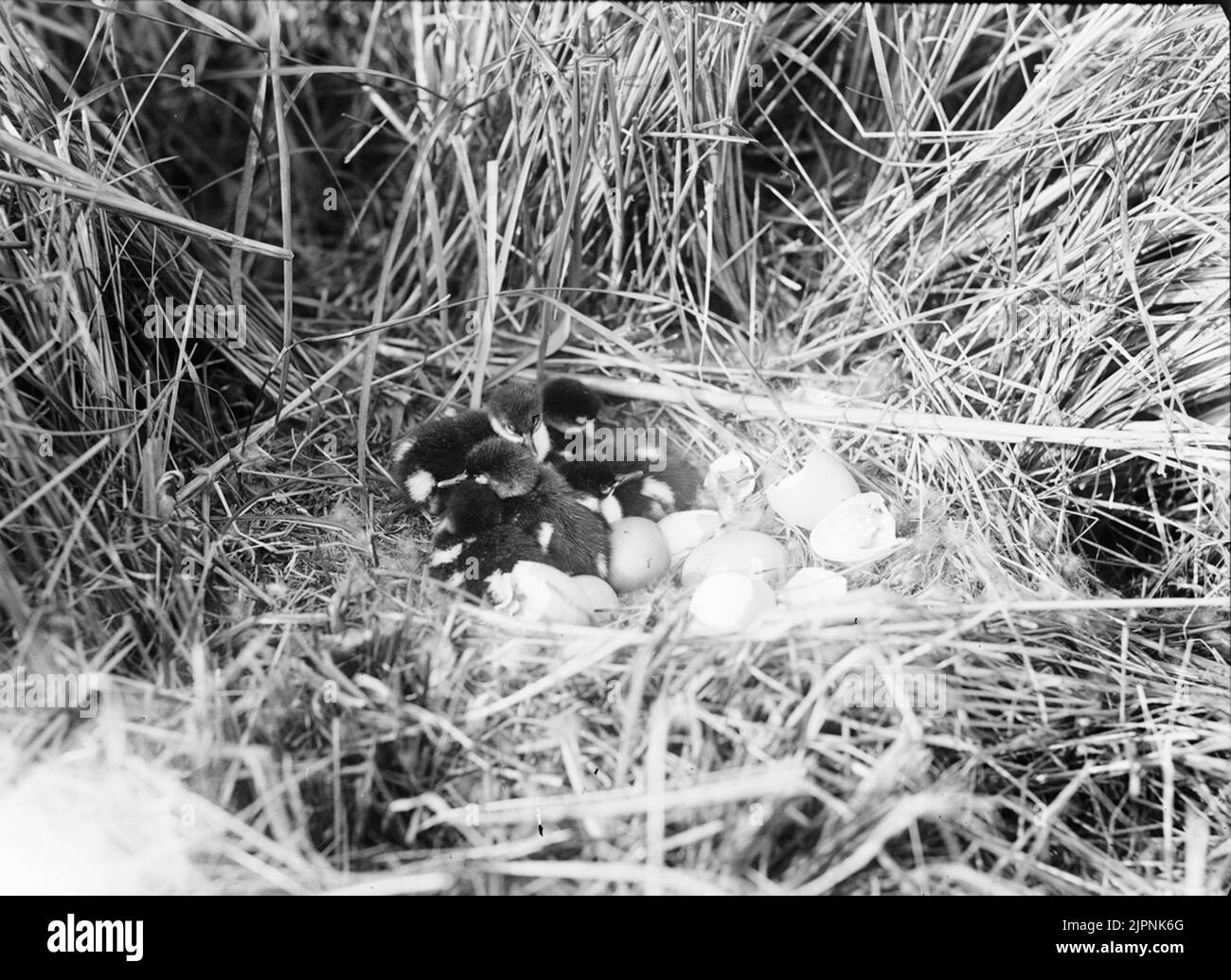 Il a éclos o petit grésilsbo Det kläckes o småskraksboet Banque D'Images