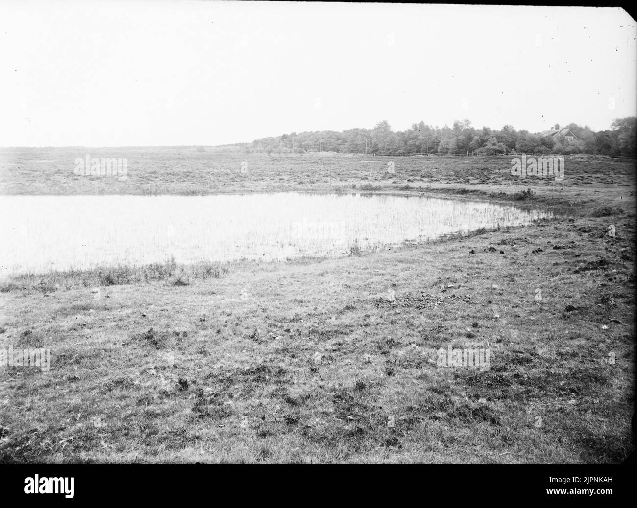 Biotope pour petite trempette Biotop för smådsp Banque D'Images