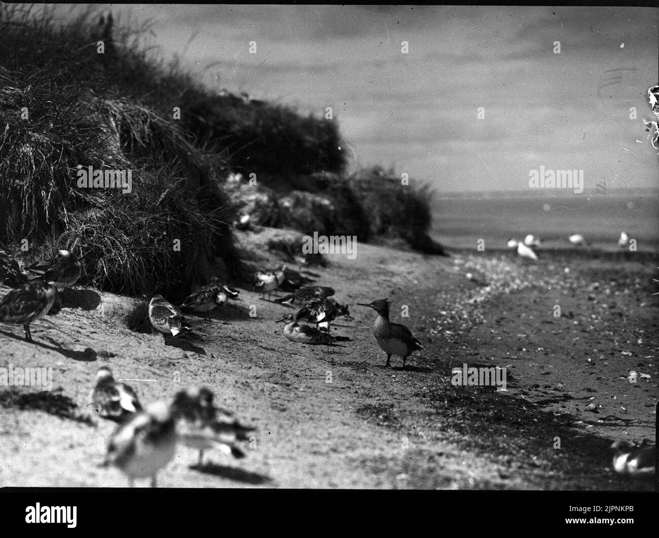 Les petites fissures de la mer jusqu'au nid Småskrakarna på från havet up till boet Banque D'Images