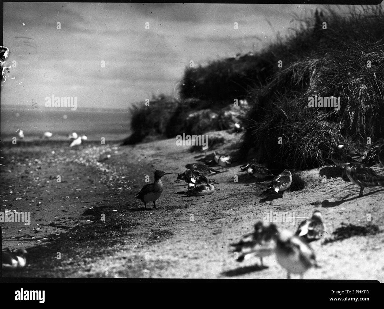 Les petites fissures sur leur chemin de la mer jusqu'au nid Småskrakarna på väg från havet up till boet Banque D'Images