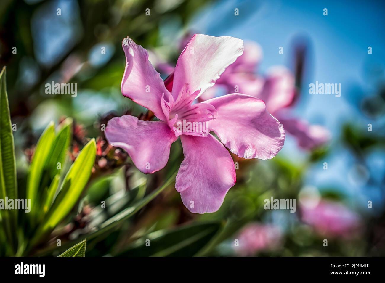 Un gros plan d'une fleur rose d'oléander par temps ensoleillé Banque D'Images