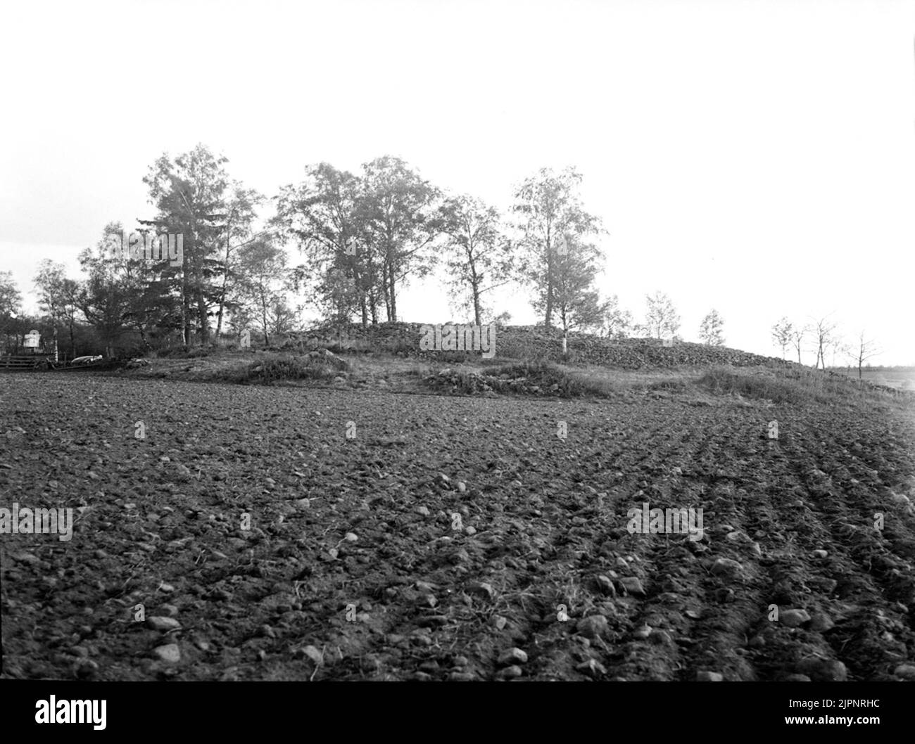 Rose de l'âge de bronze à Cartharden. Bäldersröse i Kartagården. Banque D'Images