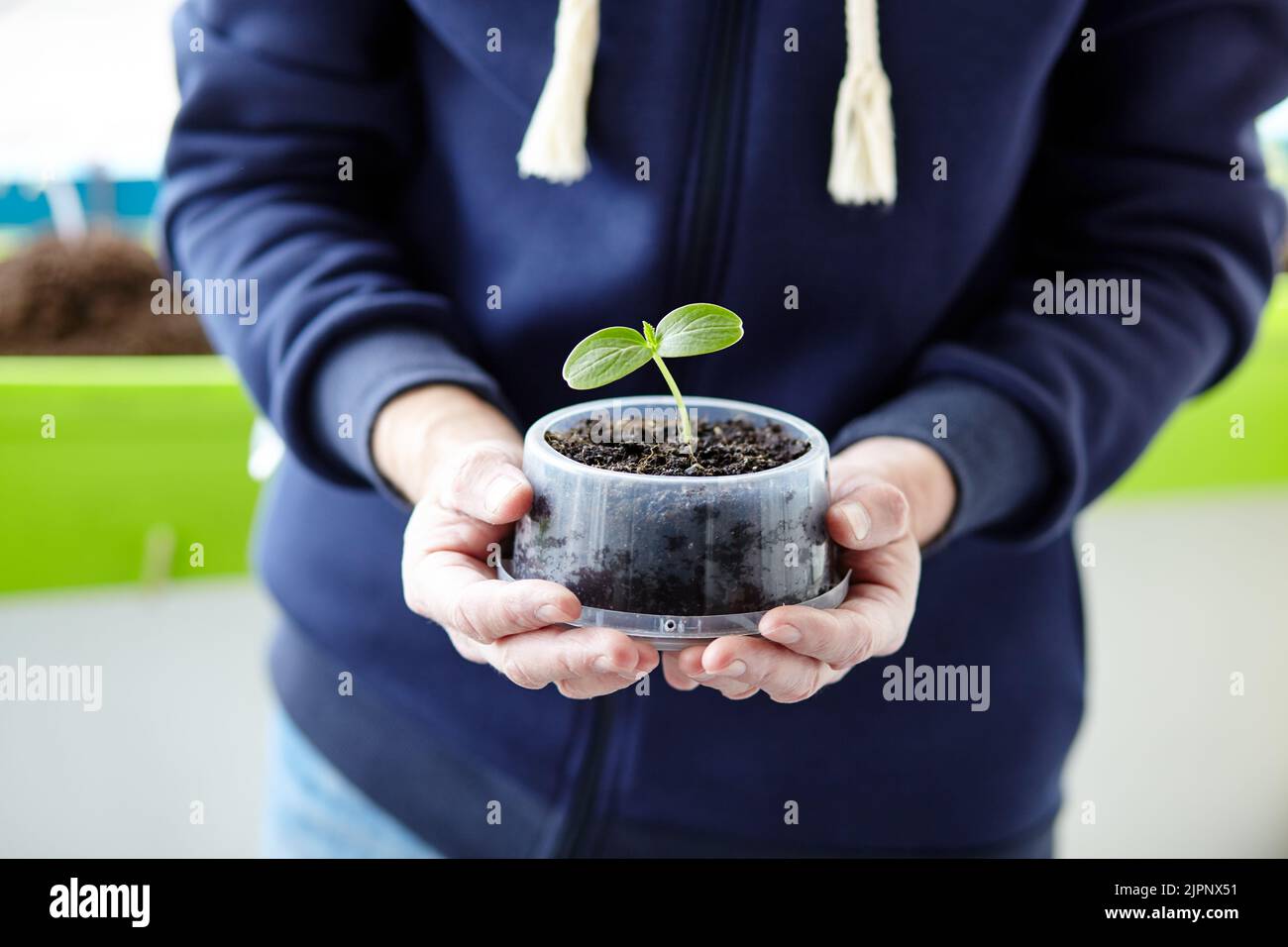 Vieux jardinage d'homme dans la serre à la maison. Mains d'hommes tenant le semis de concombre dans le pot, foyer sélectif Banque D'Images