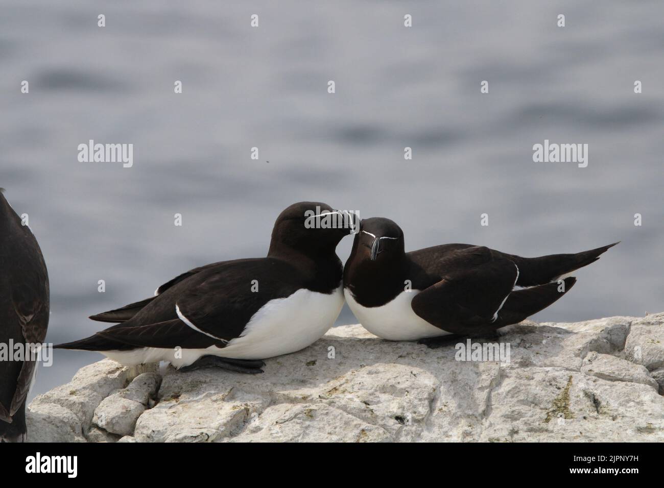 Razorbill / Alca torda Farne Islands Northumberland UK Mai 2022 Banque D'Images