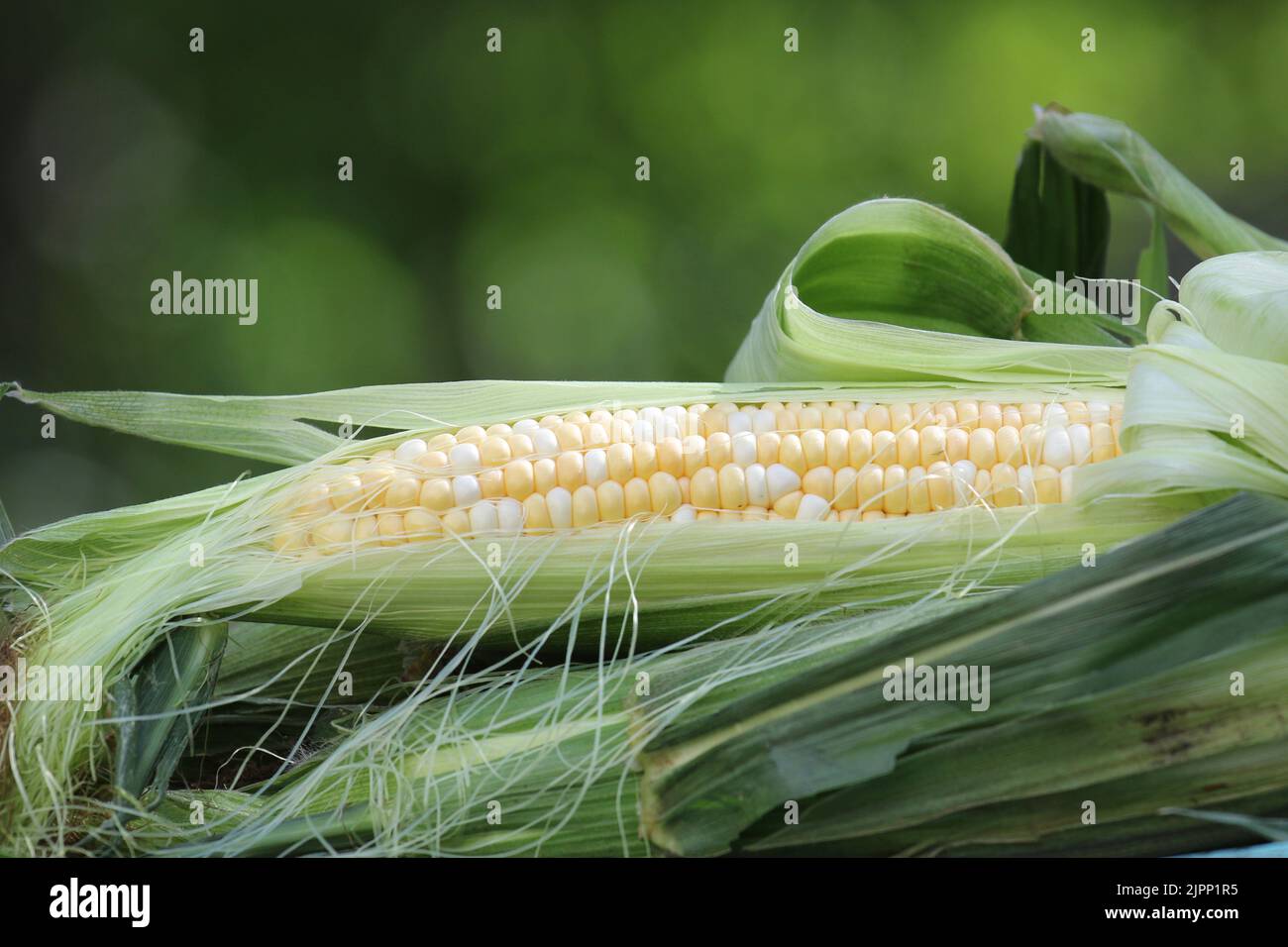 Une oreille de maïs fraîchement récoltée à la fin de l'été en Nouvelle-Angleterre Banque D'Images