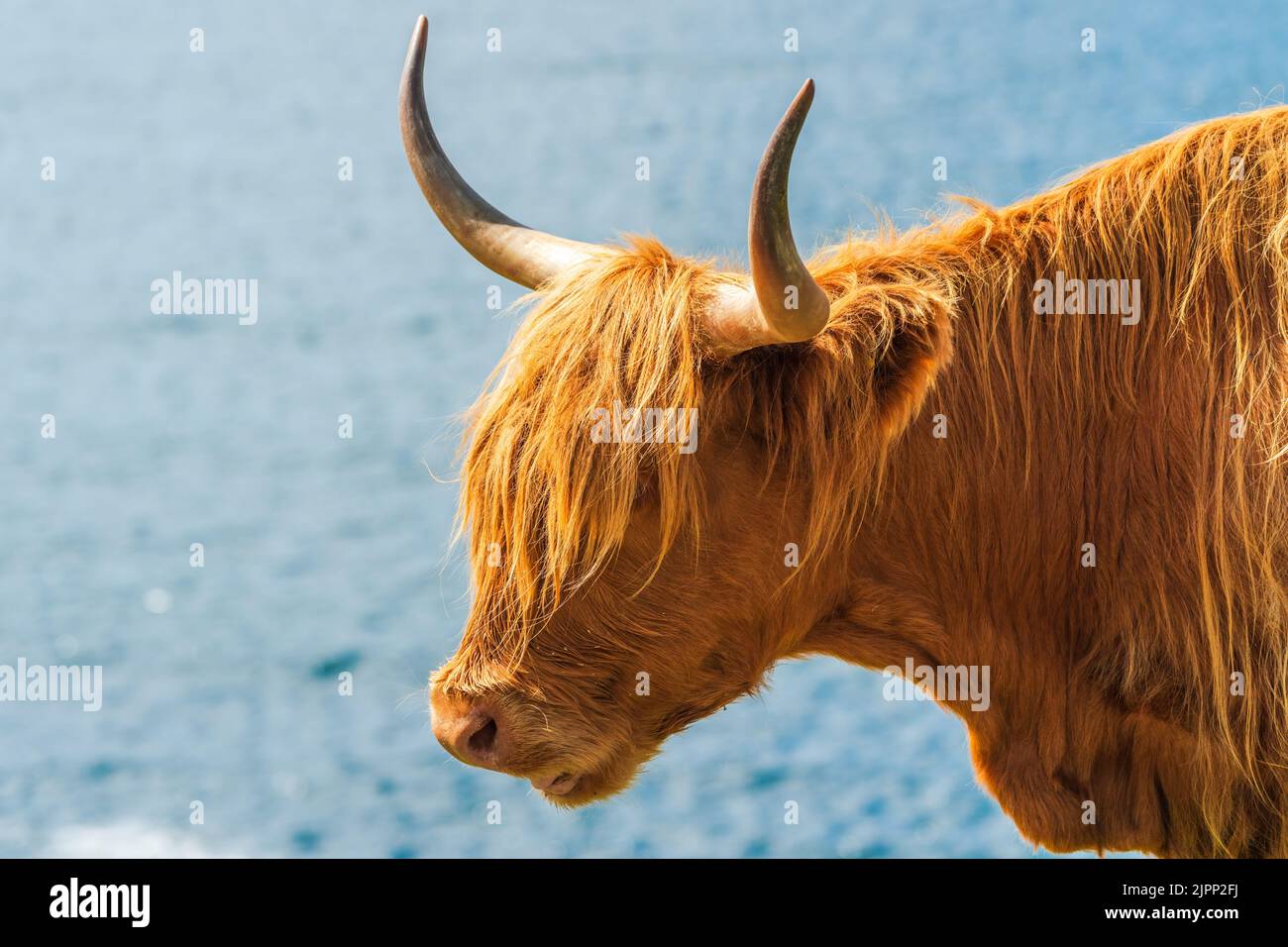 Highland cow, Isle of Harris, dans Outer Hebrides, Écosse. Mise au point sélective Banque D'Images