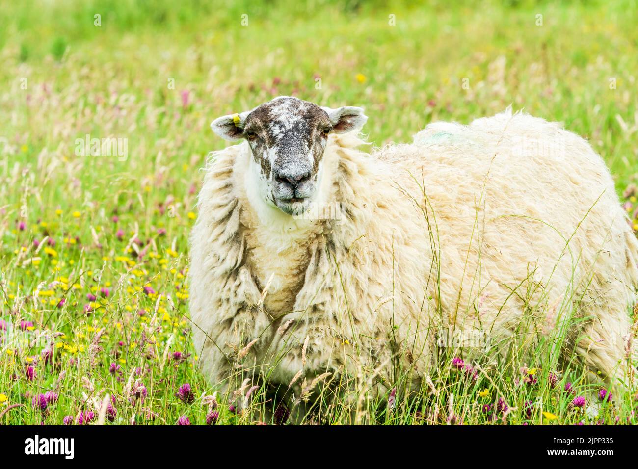 Moutons écossais sur l'île de Lewis et Harris, Écosse Banque D'Images
