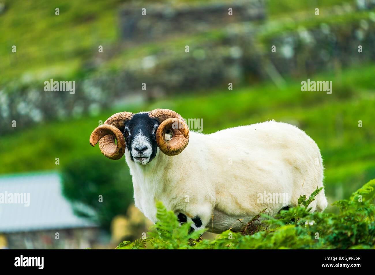 Scottish Blackface Sheep - un bélier avec de grandes cornes, sur l'île de Lewis, Hébrides extérieures, Écosse Banque D'Images