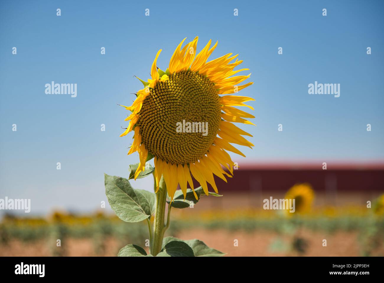 Champ de tournesols avec ciel bleu. Vue sur la campagne. Image d'arrière-plan de fleur Banque D'Images