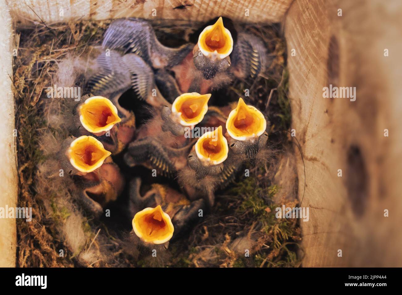 Oiseaux de bébé affamés - emballages de maison Banque D'Images