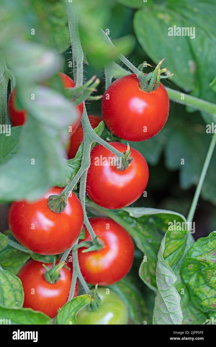 Tomates, Solanum lycopersicum, sur la brousse Banque D'Images