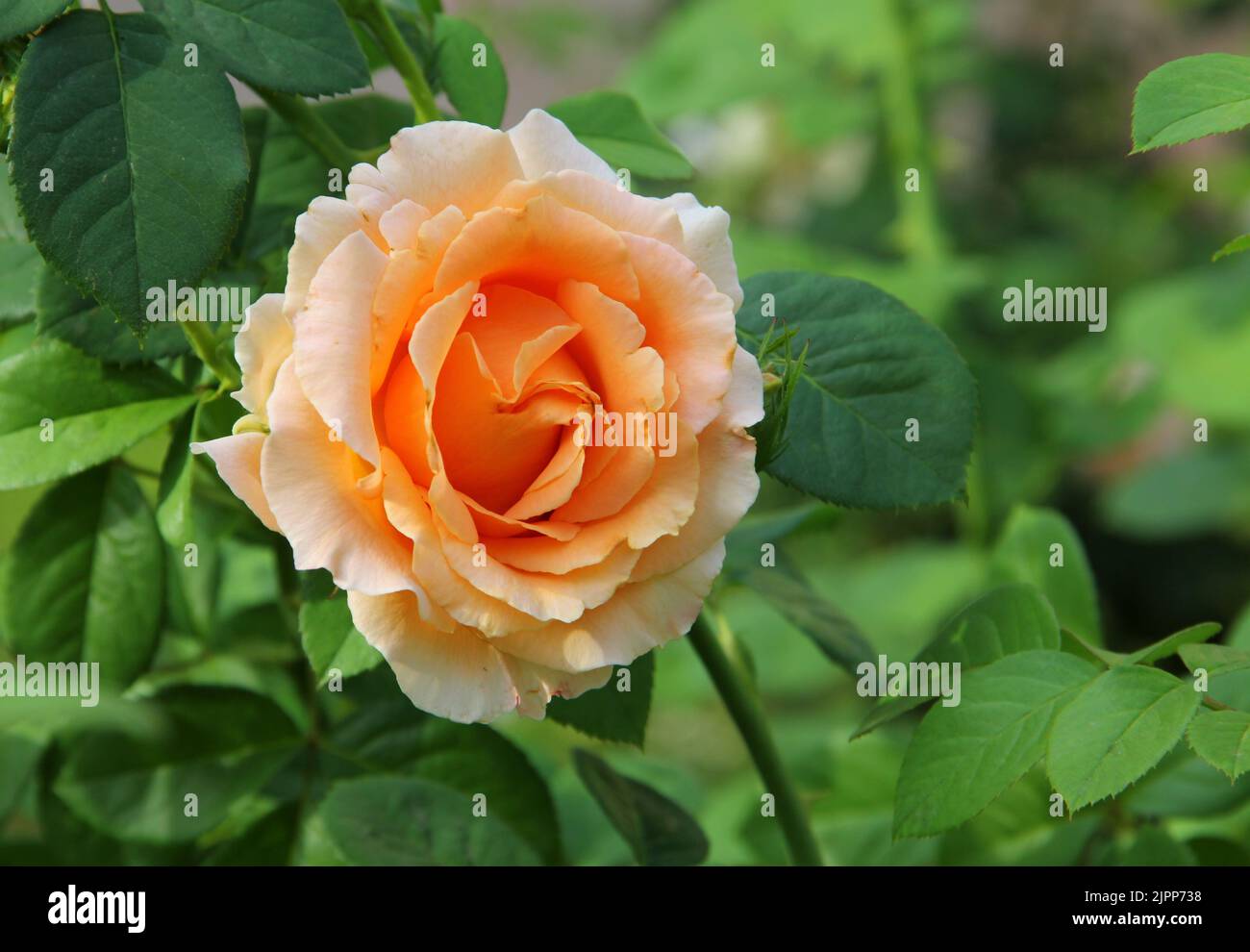 Belle rose jaune fleur dans un jardin. Banque D'Images