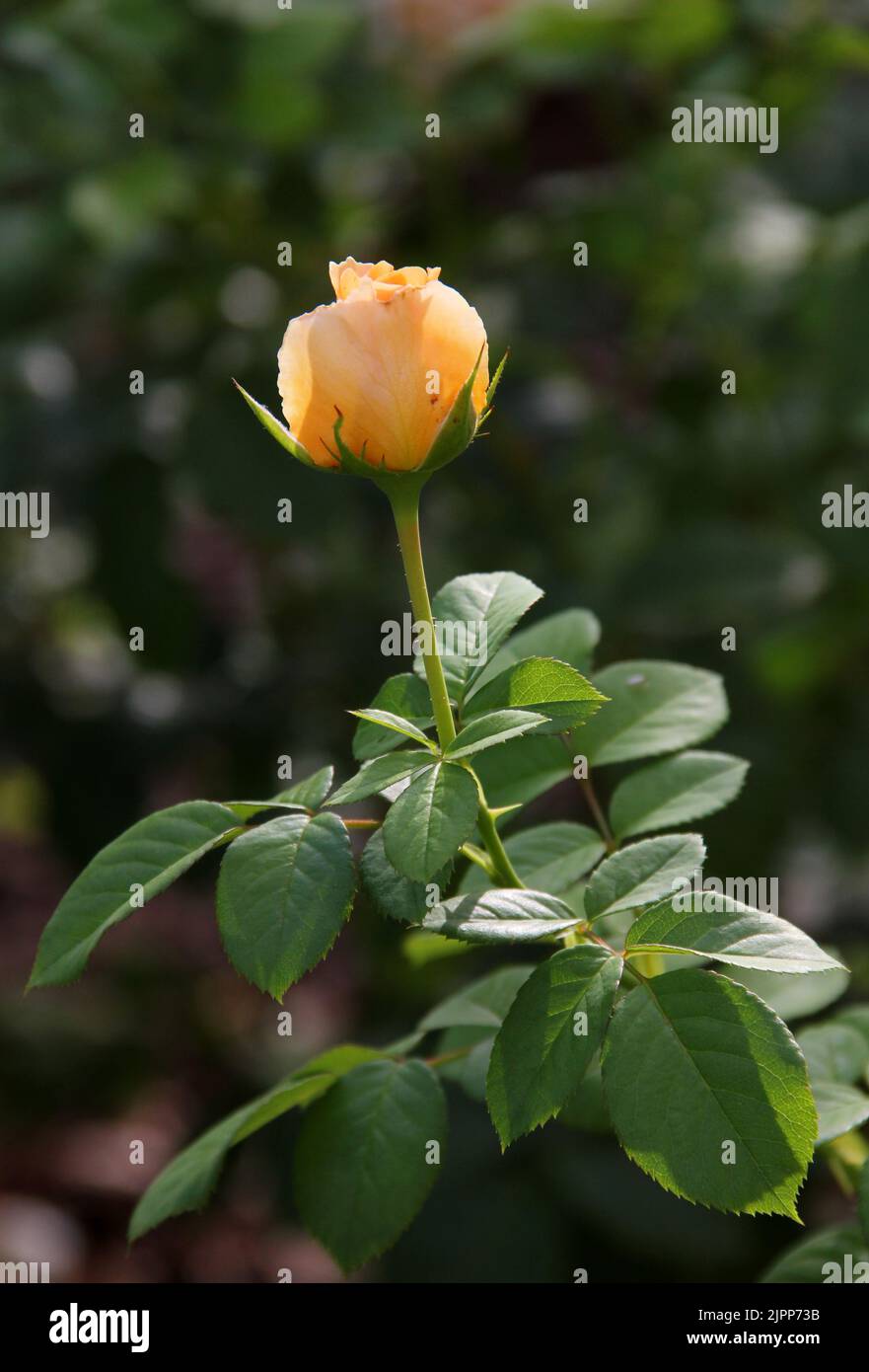 Belle rose jaune fleur dans un jardin. Banque D'Images